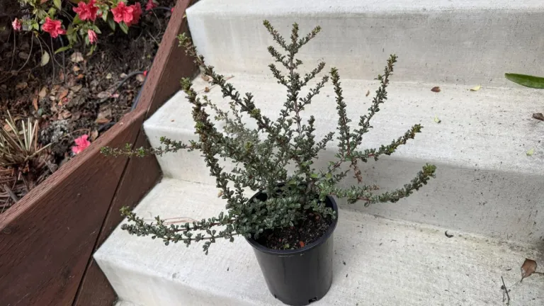 Blue-jeans-ceanothus