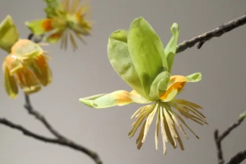 Foral arrangement by Bonnie Hart and her assistant Sue Bernheim of Tiburon included a delicate, but unidentified, pale green and yellow blossom. Photo by Barbara Newhall