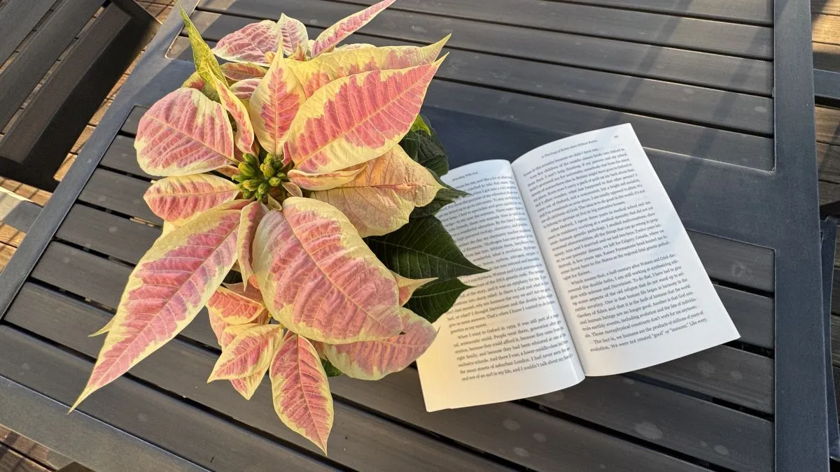 all i want for christmas is readers for my book pointsetia-with-gift-book