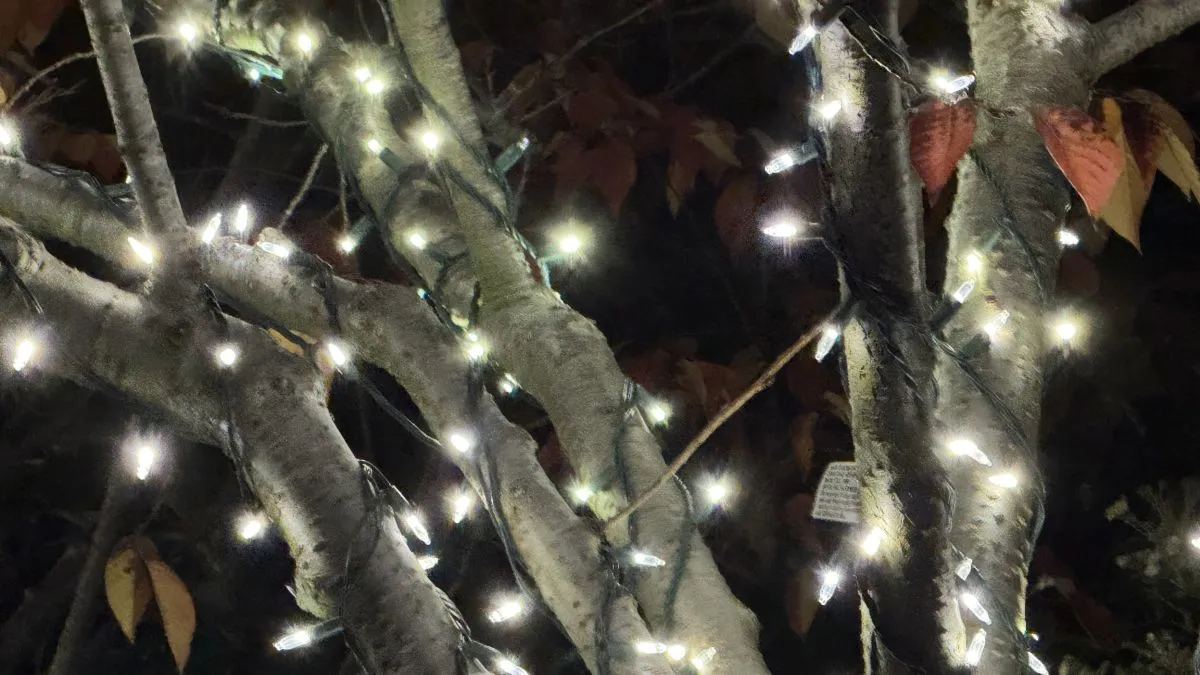 Christmas-lights-on-the-branches-of-a-tree