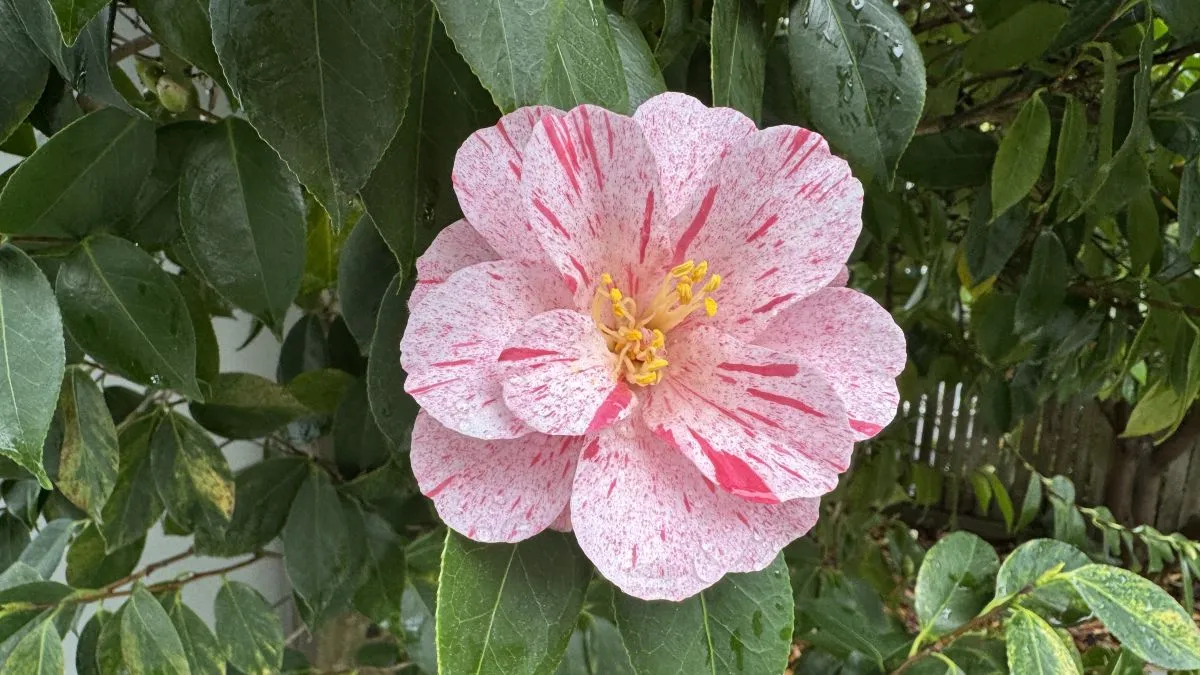 finding hope for our time in handel's messiah camellia-blossom-in-full