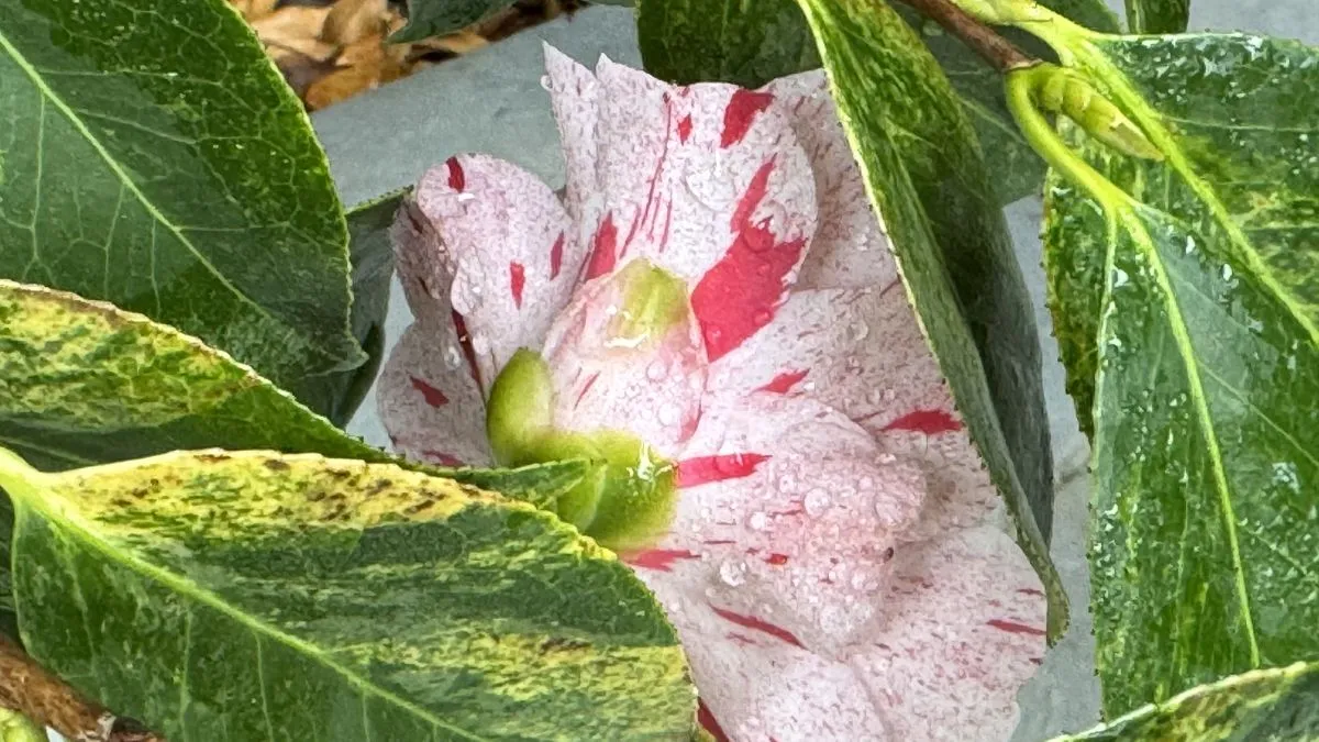 finding hope for our time in handel's messiah hidden-camellia-blossom-in-winter