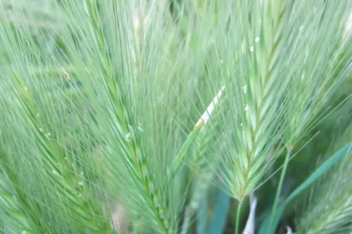 The golden seedheads of grass plants appear blue green in the late afternoon shadows. Photo by BF Newhall