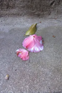 small-pleasures-a-fallen-camellia-blossom