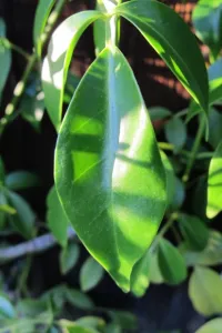 A web of light and shadow marks the green leaf of a bower vine in the late afternoon sun. Photo by BF Newhall