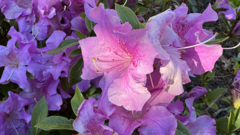 an-azalea-in-springtime