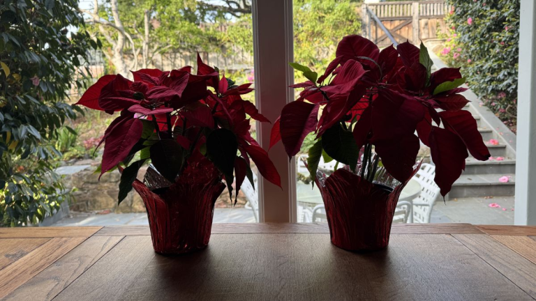 poinsettias-in-a-window-in-spring