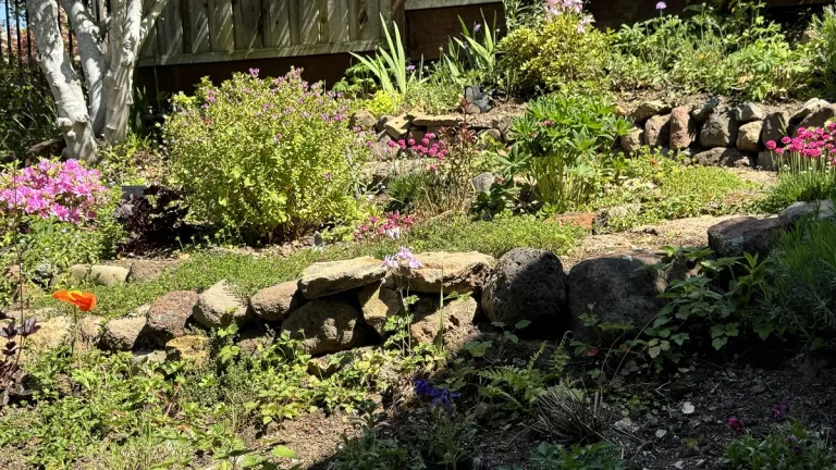 my garden looks dreadful. why? a-disorganized-garden