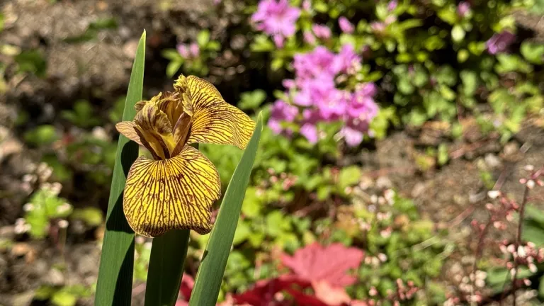 my garden looks dreadful. why. striped-iris