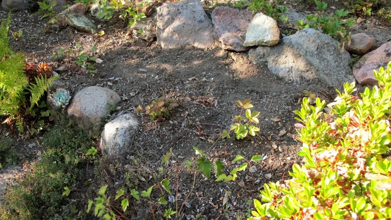 world hunger and that bare-dirt-spot-in-garden