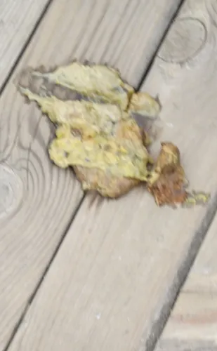 Excrement on the bridge leading to Shibaozhai Temple on the Yangzte River. Photo by BF Newhall