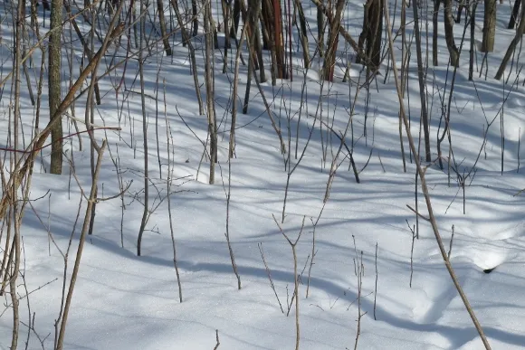 Tree shadows fall across the snow in a upper Midwestern woods in February. Photo by Barbara Newhall