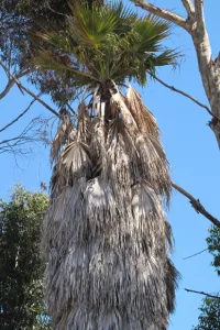 palm tree in los angeles with an unslightly mass of dead grey fronds hanging down. photo by bf newhall