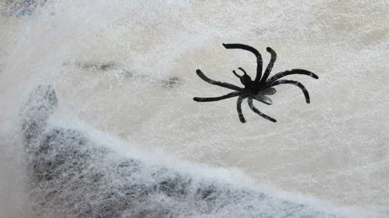 Halloween-a-day-for-the-dead with scary spiders