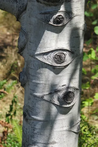 The trunk of a tree growing in the wooded area of the Olympic Sculpture Park, Seattle. Photo by Barbara Newhall