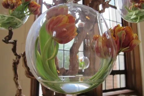 11th Annual Tower Chapel Tulip Exhibition, Mouintain View Cemetery, Oakland, CA "BUBBLIN TULIPS," HOWARD J. ARENDTSON, H JULIEN DESIGNS, BERKELEY. Photo by Barbara Newhall