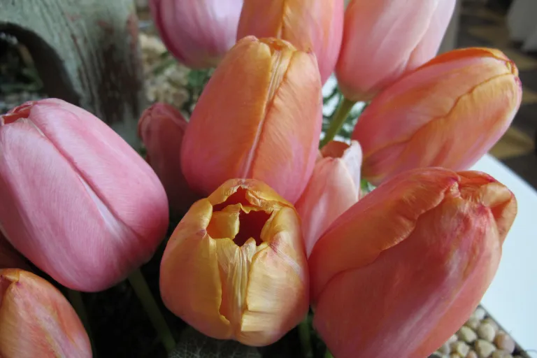 11th Annual Tower Chapel Tulip Exhibition, Mouintain View Cemetery, Oakland, CA "F9UND OBJECT IN A BED OF TULIPS," STAFFORD BUCKLEY GARDEN RESTORATION, OAKLAND