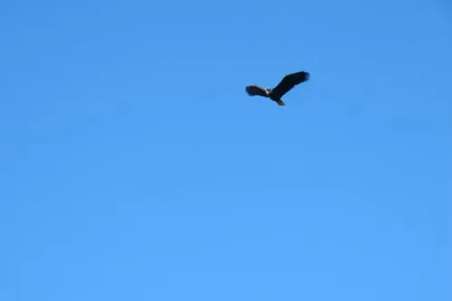 A bald eagle flies back to its nest in Washington's San Juan Islands. Photo by Barbara Newhall