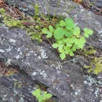 A rotting nurse log serves as fodder for small plants and lichen in the Pacific Northwest. Photo by Barbara Newhall
