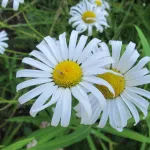 Two blossoms of the oxeye daisy eurasian flower, with white petals and yellow centers. Photo by Barbara Newhall