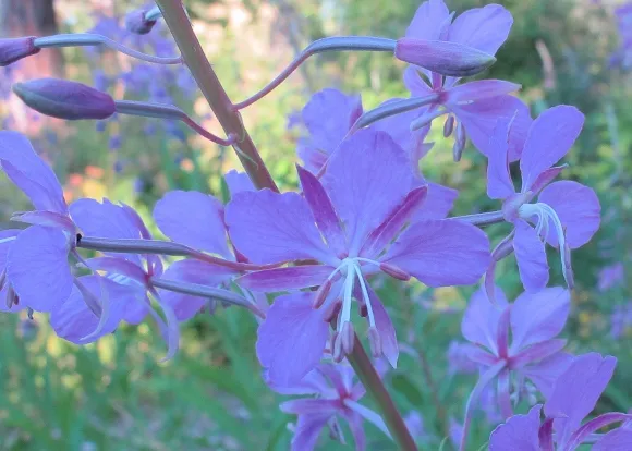 Fireweed blossom appears purple in the shade on an island in Washington's San Juan Islands. Photo by Barbara Newhall