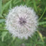 seeds on a dried flower ready to fly away. Photo by Barbara Newhall