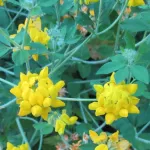 Yellow clover growing in a meadow in the San Juan Islands. Photo by Barbara Newhall