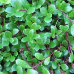 Small, lush green leaves on a reddish stalk distinguish the pretty low-growing kinnickinnick shrub. Photo by Barbara Newhall