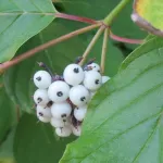 The white berries and green leaves of an osier dogwood plant in the San Juan Islands, Photo by Barbara Newhall