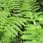 Bracken fern growing in a wood in the San Juan Islands. Photo by Barbara Newhall