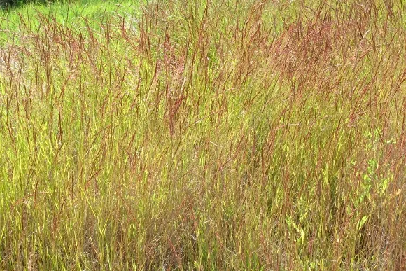 A meadow of green, golden and orange grasses in the San Juan Islands. Photo by Barbara Newhall