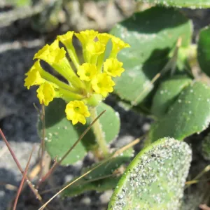 Yellow verbena flowers bloom along the shores of the San Juan Islands. Photo by Barbara Newhall