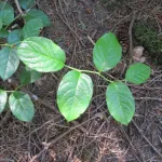 The shapely leaves of the salal shrub found in shady San Juan Islands woods are used for floral arrangements. Photo by Barbara Newhall