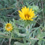 Yellow blossoms of the gumweed plant grow in Pacific Northwest. Photo by Barbara Newhall