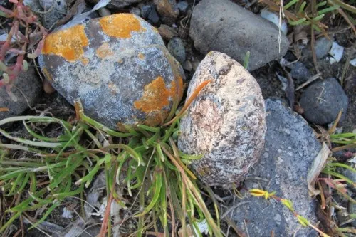 Granite rocks with lichen and pickle grass in Washington's San Juan Islands. Photo by Barbara Newhall