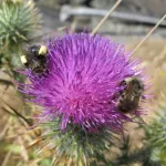 A magenta thistle blossom blooms in the Pacific Northwest. Photo by Barbara Newhall