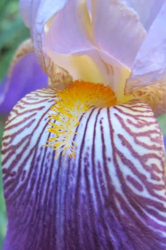 Purple rain blossoms. These purple irises naturalize easily in the San Francisco Bay Area climate. Photo by Barbara Newhall