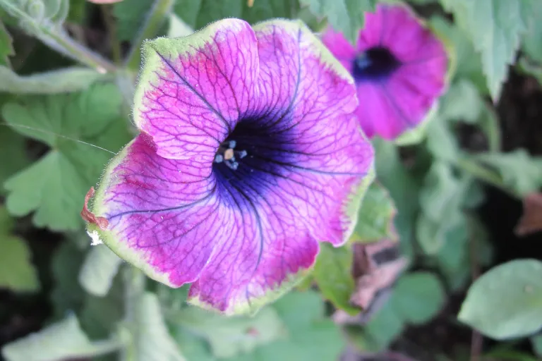 violet pansy blossom with green edges. Purple Rain. Photo by Barbara Newhall