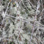 Silver-white lichen grows on dead tree twigs in San Juan Islands. Photo by Barbara Newhall