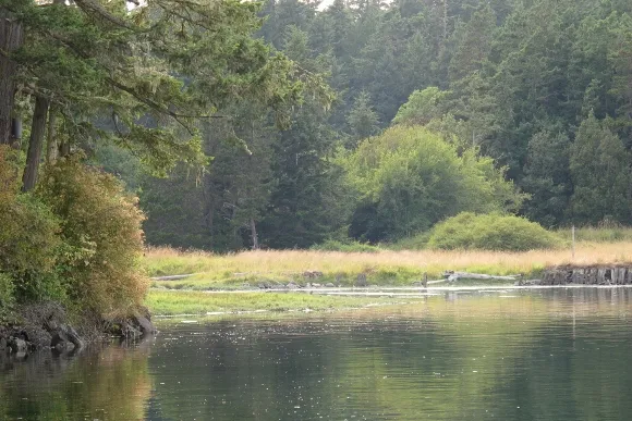 On the San Juan Islands, a variety of ecosystems exist side by side. Here a woods, a meadow alongside a bay shore. Photo by Barbara Newhall