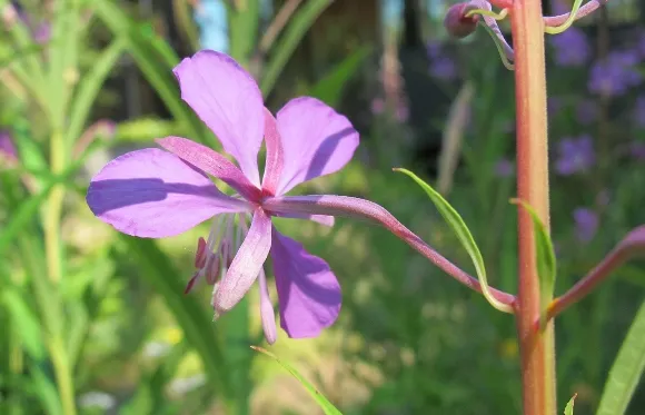 A fireweed blossom in the sun at the edge of a San Juan Islands woods, viewed from behind. Photo by Barbara Newhall