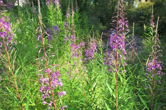 The Human Need to Name Things A stand of pink fireweed grows six feet tall.