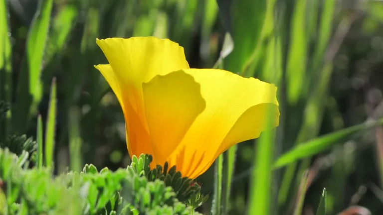 my-husband-died-consolation-california-poppy