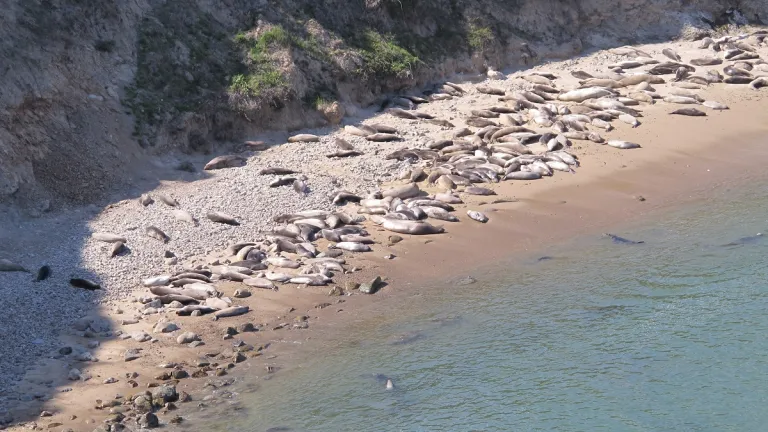elephant-seal-pups-and-mothers-point-reyes