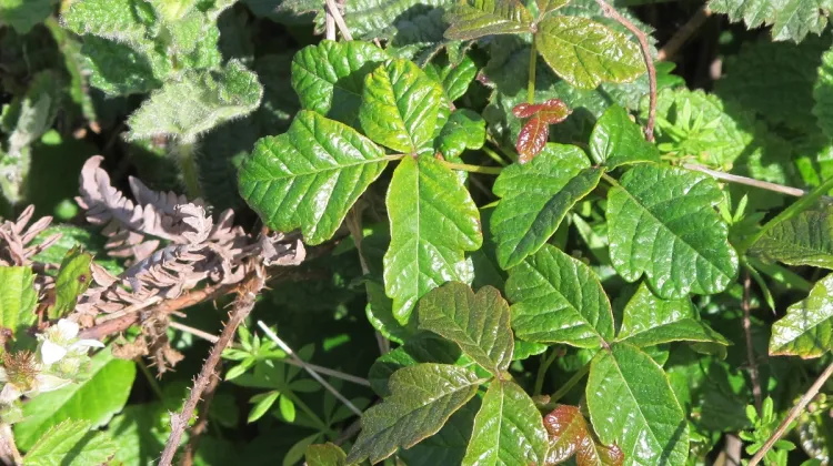 my-husband-died-but-this-poison-oak-did-not