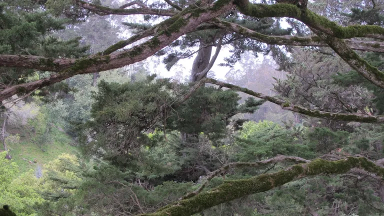 my-husband-is-gone-but-the-cypress-tree-still-needs trimming