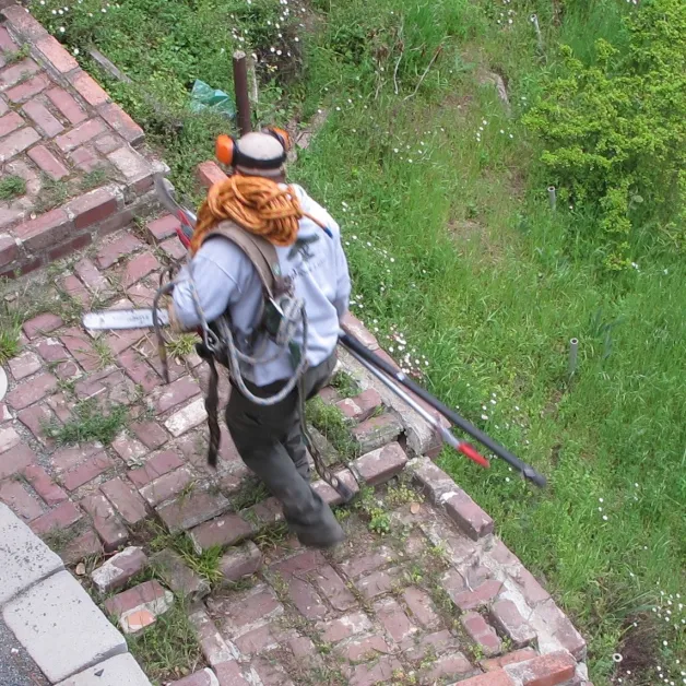 tree-trimmer-equipment