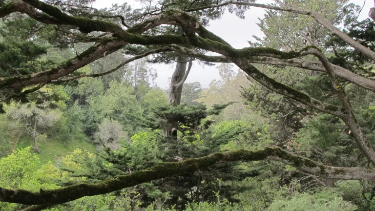 monterey-cypress-with-view