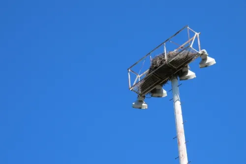 A large communal next of parakeets atop a lighting pole in an Austin TX park. Photo by bf newhall