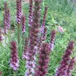 Spikey stalks of purple Liatris blossoms grow in a Minnesota garden in August. Photo by Barbara Newhall